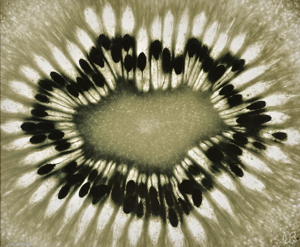 Détail d'un kiwi par Denis Brihat