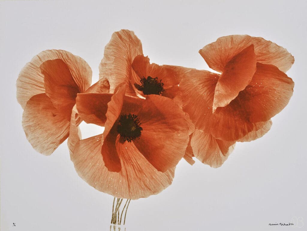 Photographie argentique d'un bouquet de coquelicots par Denis Brihat