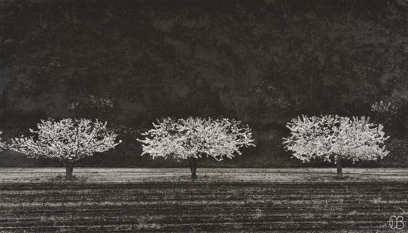 photographie de Denis Brihat : trois cerisiers en fleurs