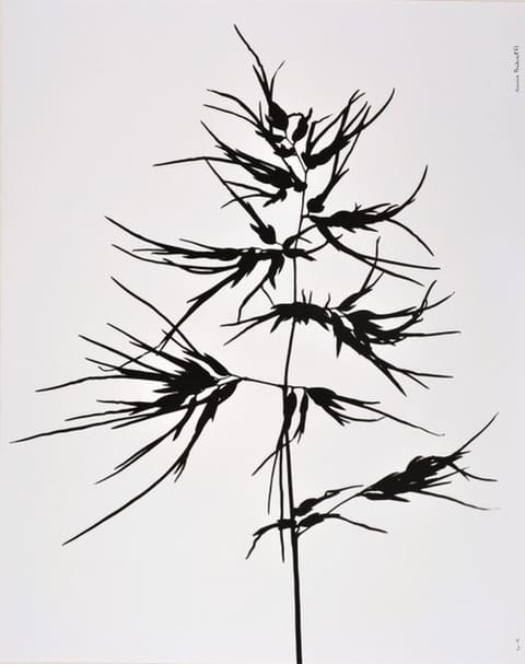 photograph of a wild oat by Denis Brihat