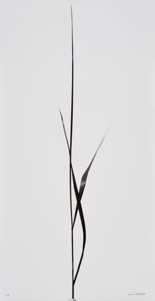 image of a blade of grass