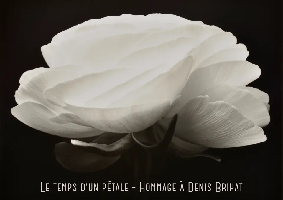 Le temps d’un pétale, exposition hommage à Denis Brihat
