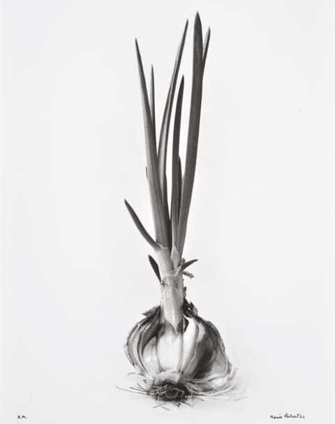 silver print of a sprouting onion by Denis Brihat